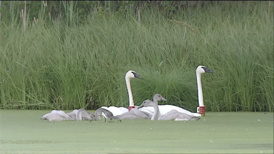 Trumpeter Swans with Cygnets