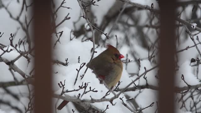 Cardinal in the Snow