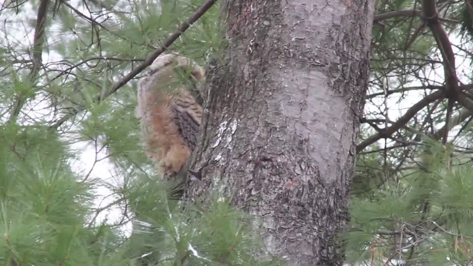 Great Horned Owl Nest: Owlets Branching