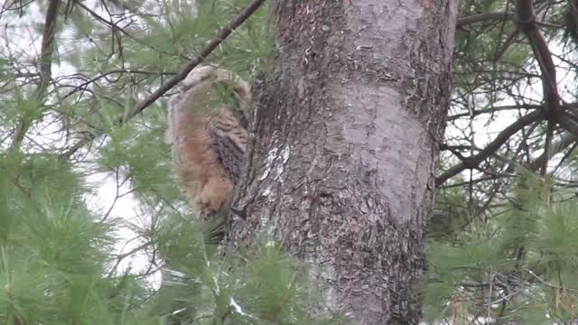 Great Horned Owl Nest: Owlets Branching