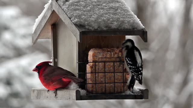Busy Bird Feeder