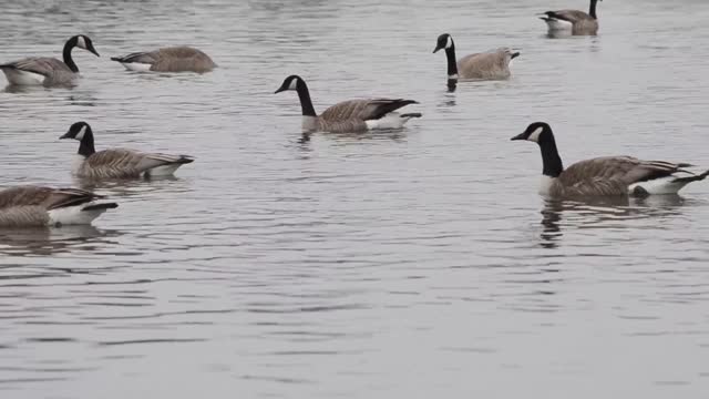 Canada Geese