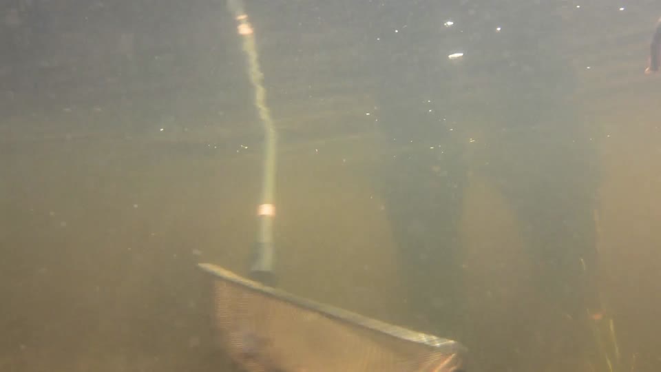Sea lamprey larval assessment