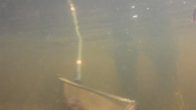 Sea lamprey larval assessment