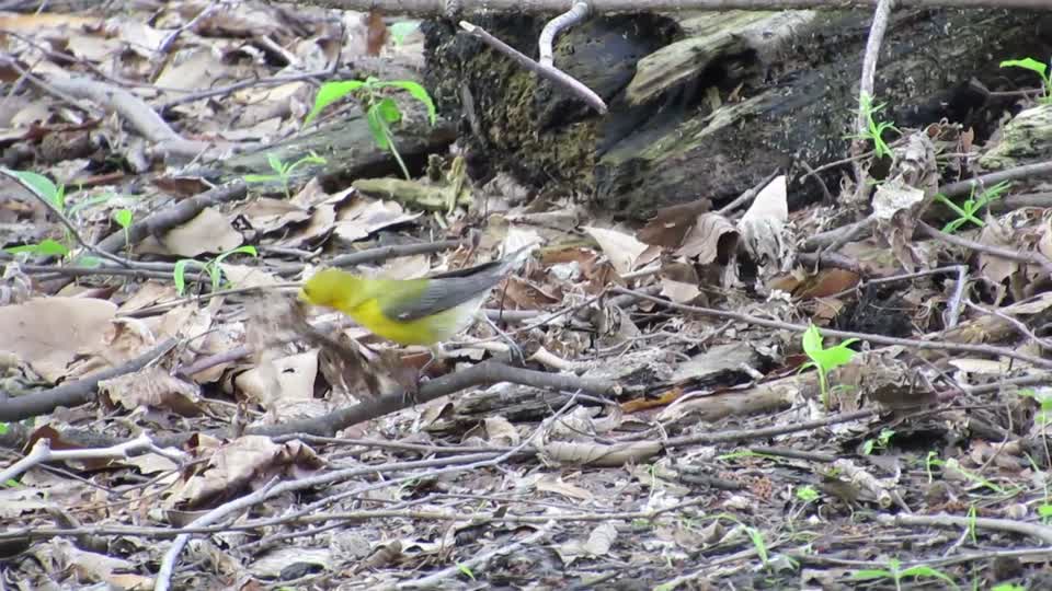 Prothonotary Warbler