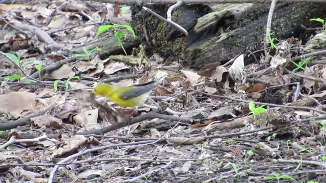 Prothonotary Warbler