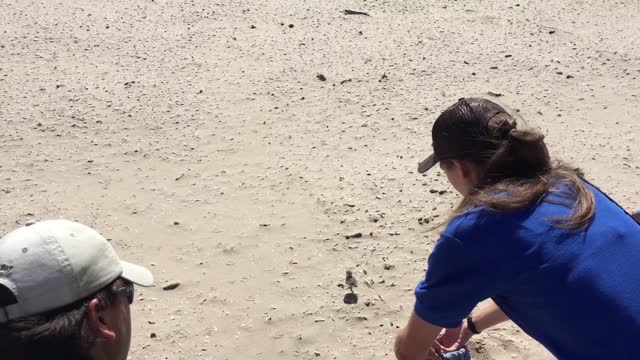 Piping Plover Chicks