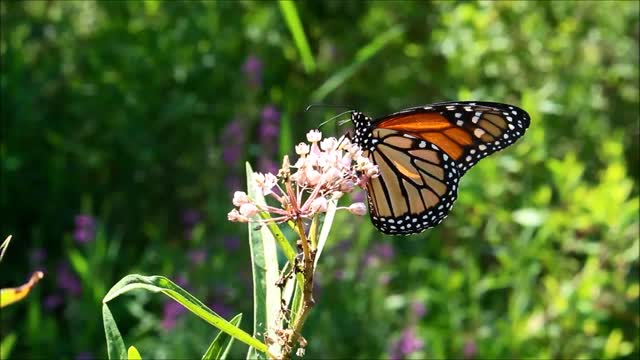 Monarch Butterfly on Swamp Milkweed