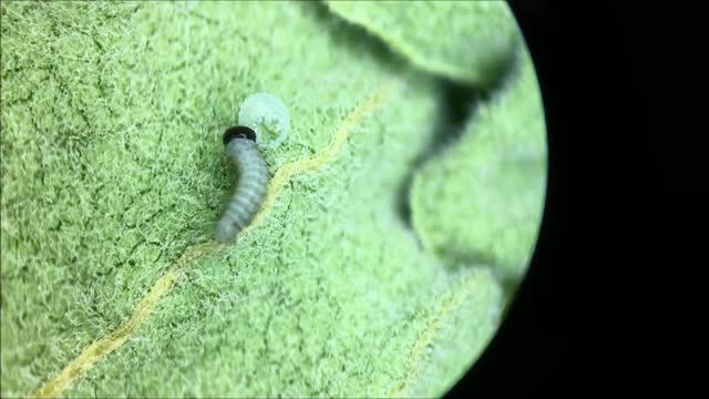 Recently Hatched Monarch Caterpillar