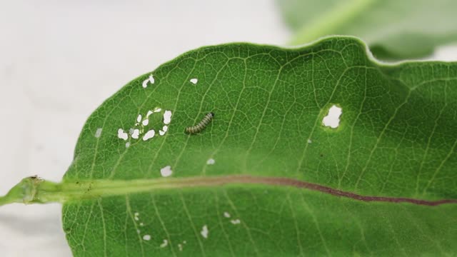 First Instar Monarch Caterpillar