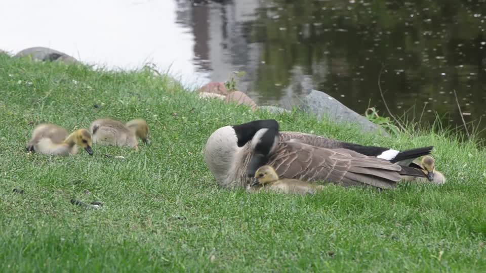 Canada Goose Family