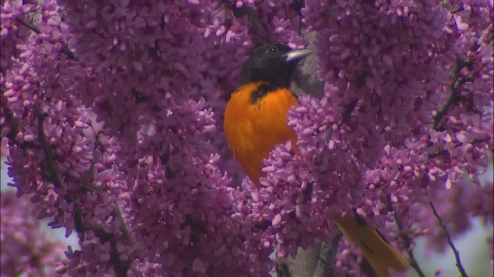 Birding at DeSoto National Wildlife Refuge