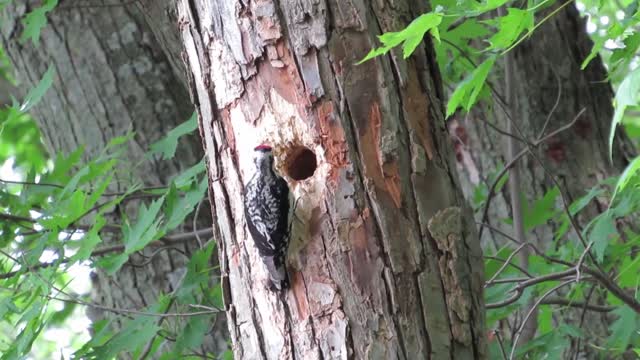 Yellow-bellied Sapsucker