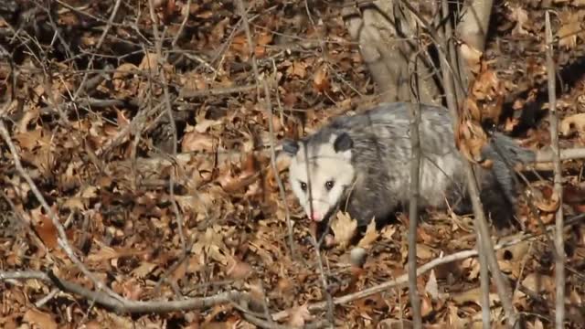 Opossum in Missouri