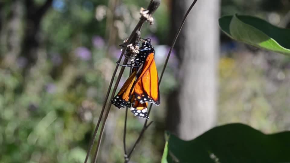 Monarch with curled wings