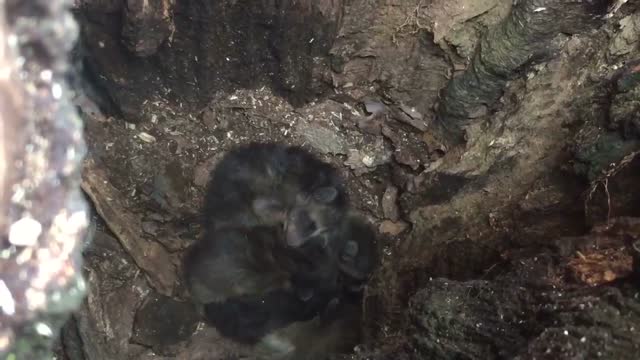 Young Raccoons Napping