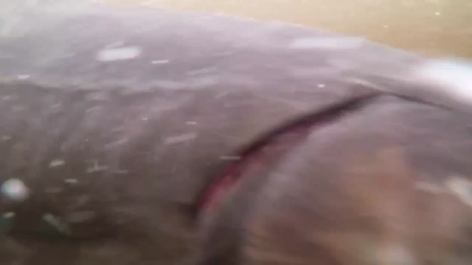 Lake Sturgeon Spawning