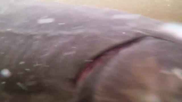 Lake Sturgeon Spawning