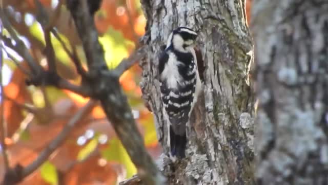 Hairy Woodpecker Creating a Cavity