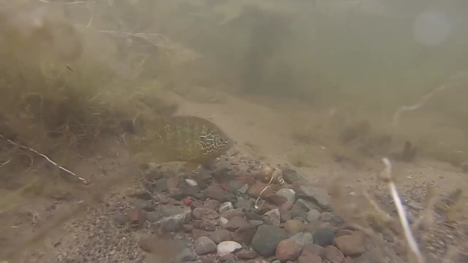 Pumpkinseed sunfish guarding his nest