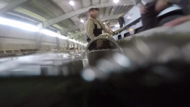 Stocking Lake Trout into Raceway