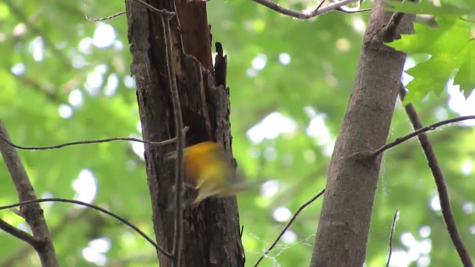 Prothonotary warbler feeding nestlings