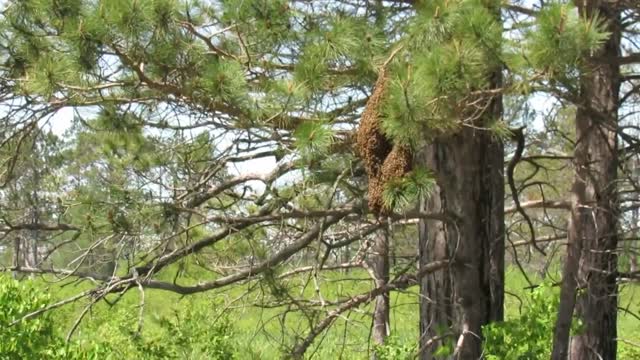 Swarm of Bees