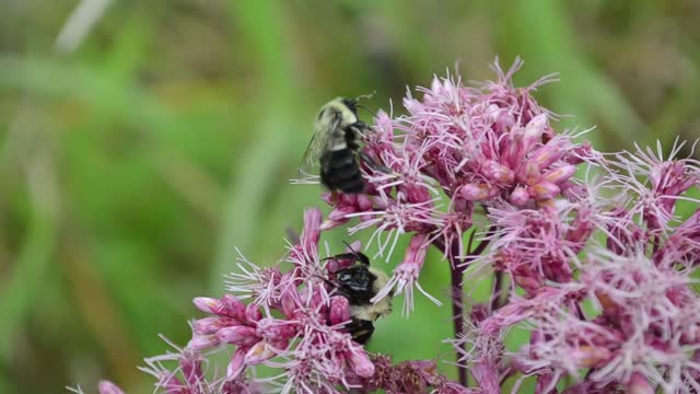 Bumble bees on Joe Pye Weed