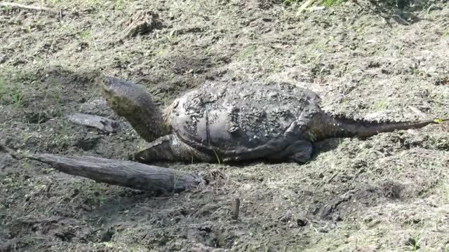 Common Snapping Turtle