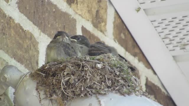 Eastern Phoebe Chicks