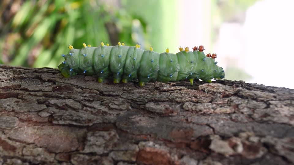 Giant silk moth caterpillar