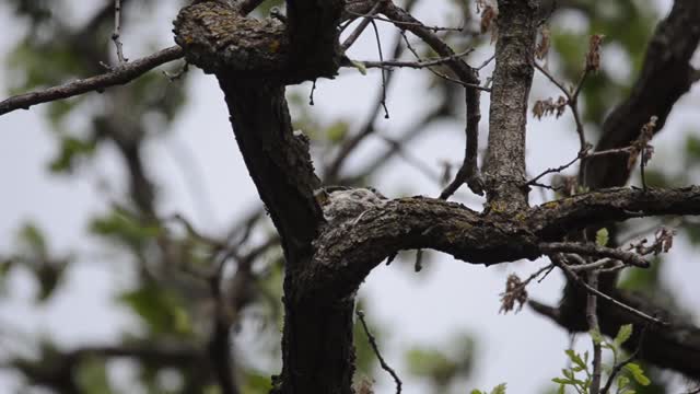 Least Flycatcher