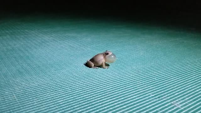 A spring peeper calling
