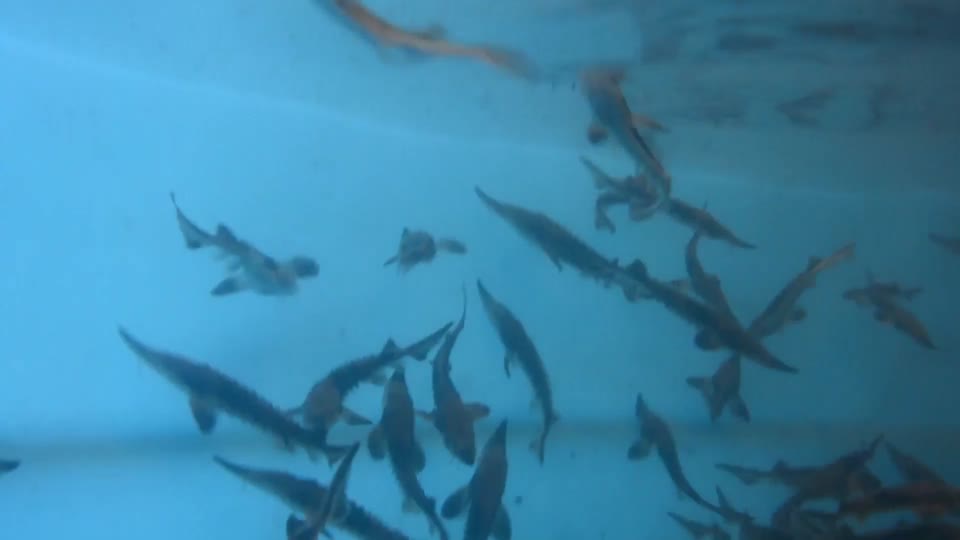 Juvenile Lake Sturgeon Video