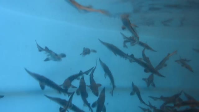 Juvenile Lake Sturgeon Video