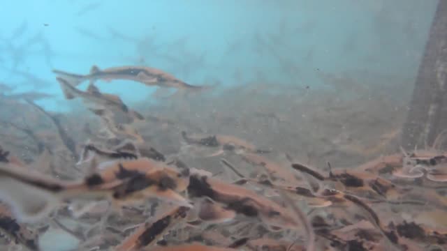 Juvenile Lake Sturgeon Video