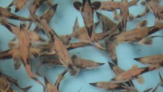 Juvenile Lake Sturgeon Video