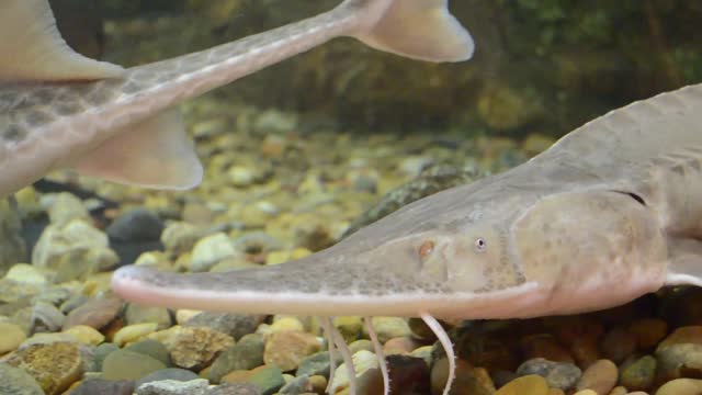 Pallid Sturgeon Video