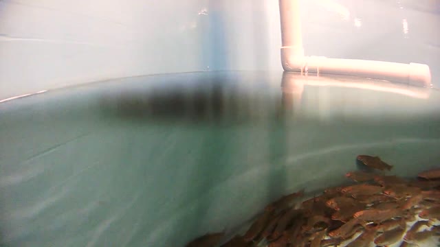 Juvenile Coaster Brook Trout