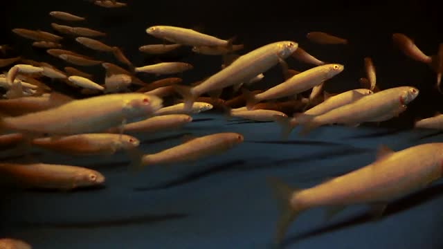 Albino Juvenile Trout