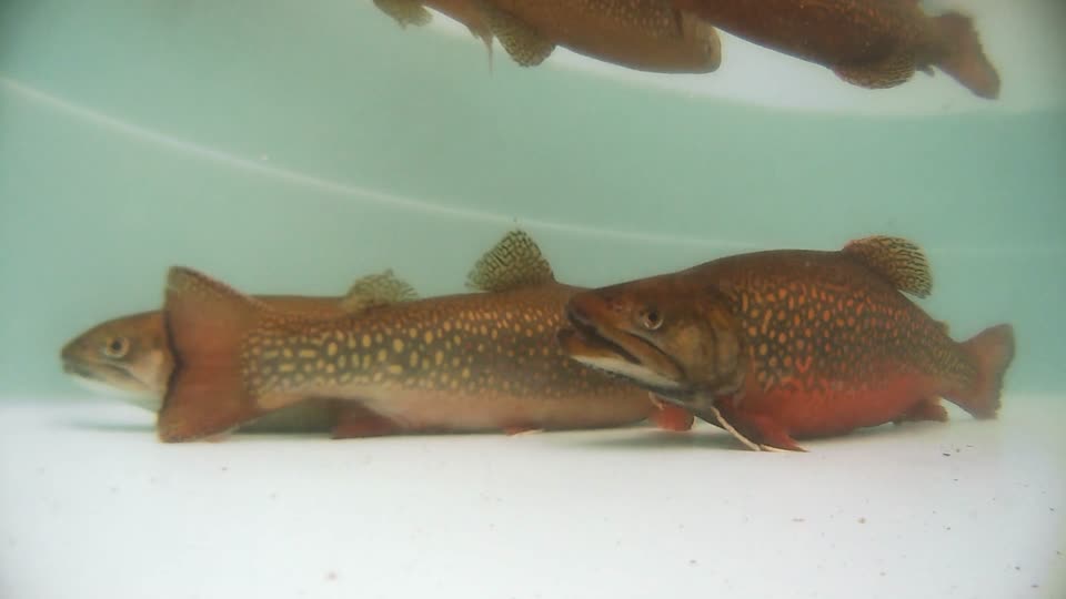 Adult Coaster Brook Trout