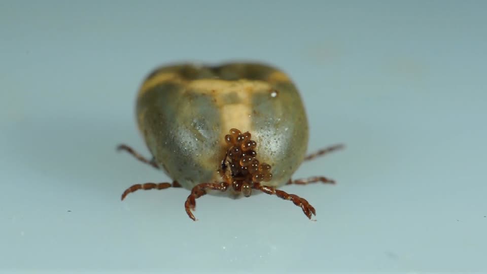 Oviposition by the American Dog Tick, Dermacentor variabilis