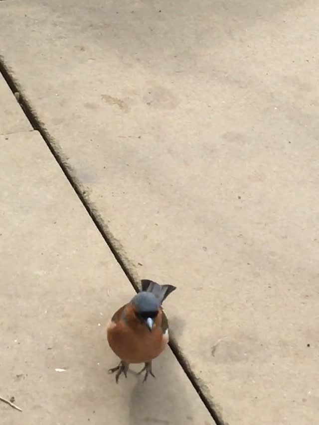 Chaffinch