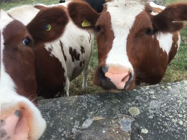 Cows