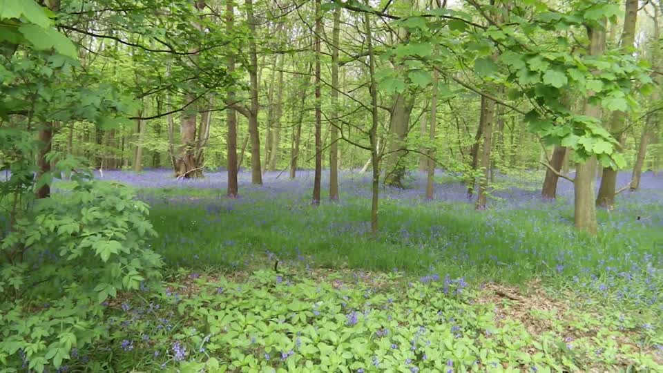 Bluebells at the Yorkshire Sculpture Park