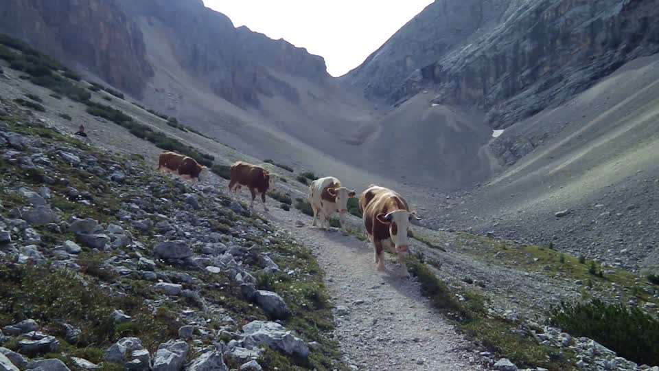 Cows being led down from Antonius Joch