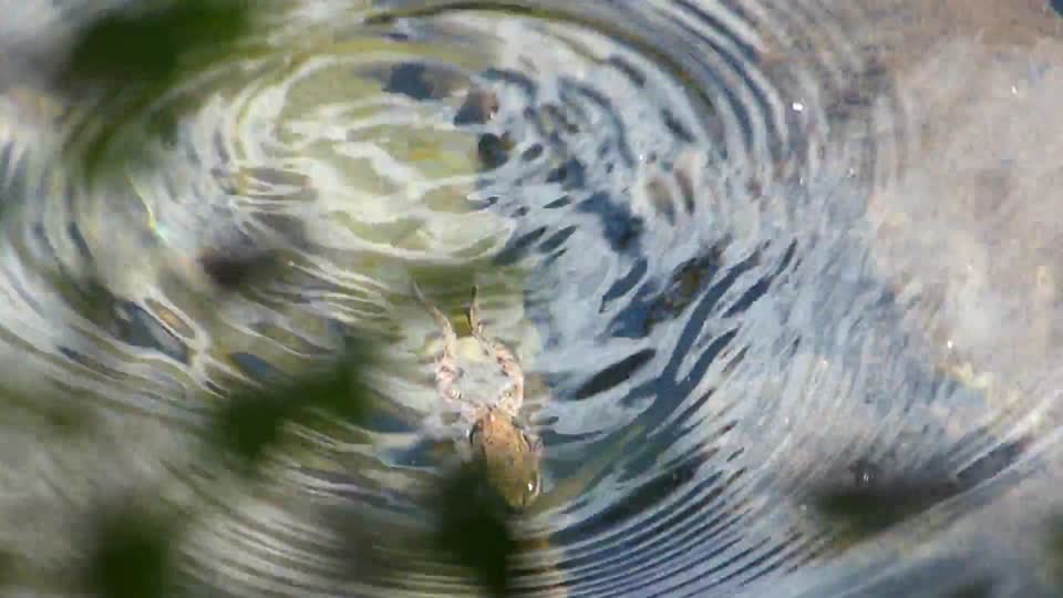 30 Jun 2014_Red-legged Frog video