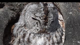 Tawny owl