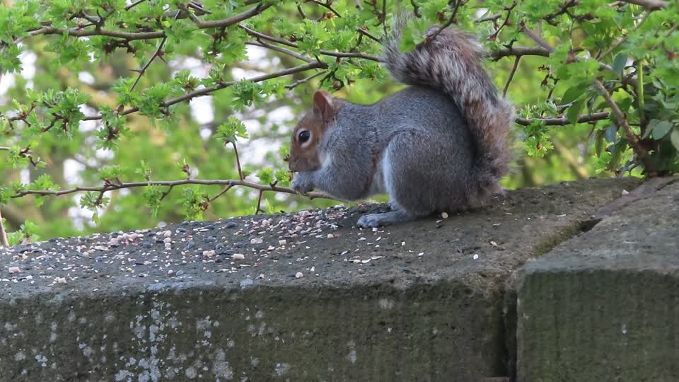 Grey Squirrel Feeding.