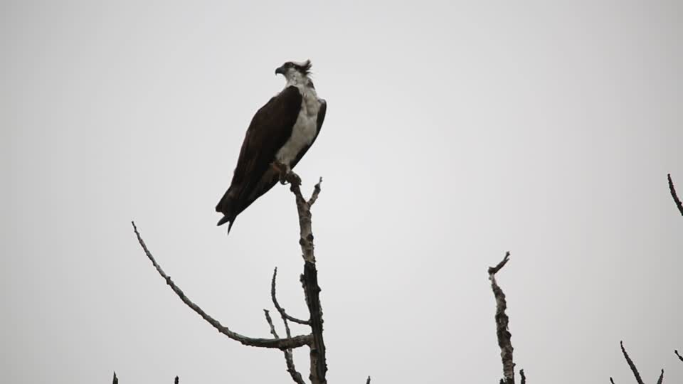 Osprey Near St. Mary